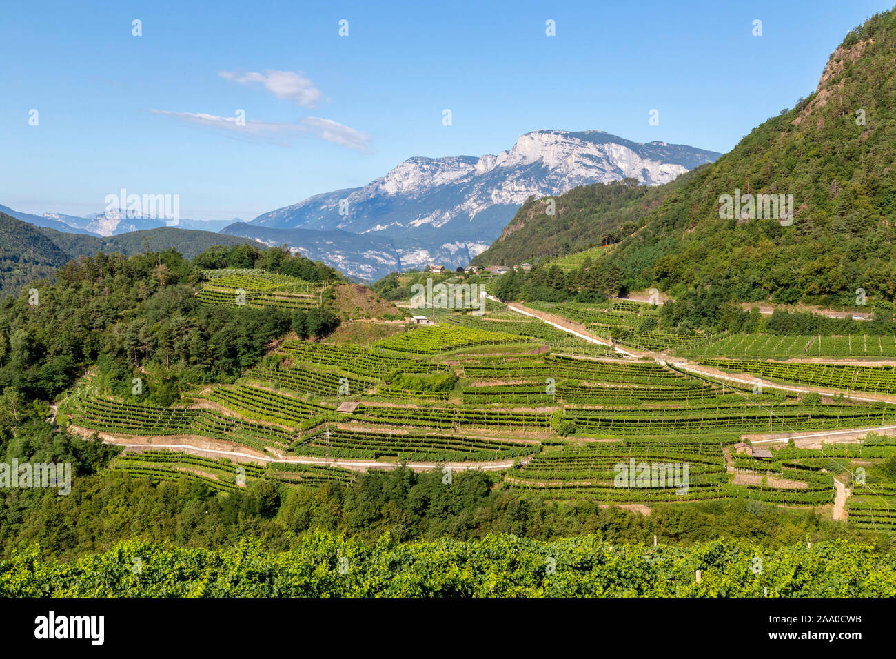 Green, stepped terraces where vineyards are grown forming a beautiful landscape Stock Photo