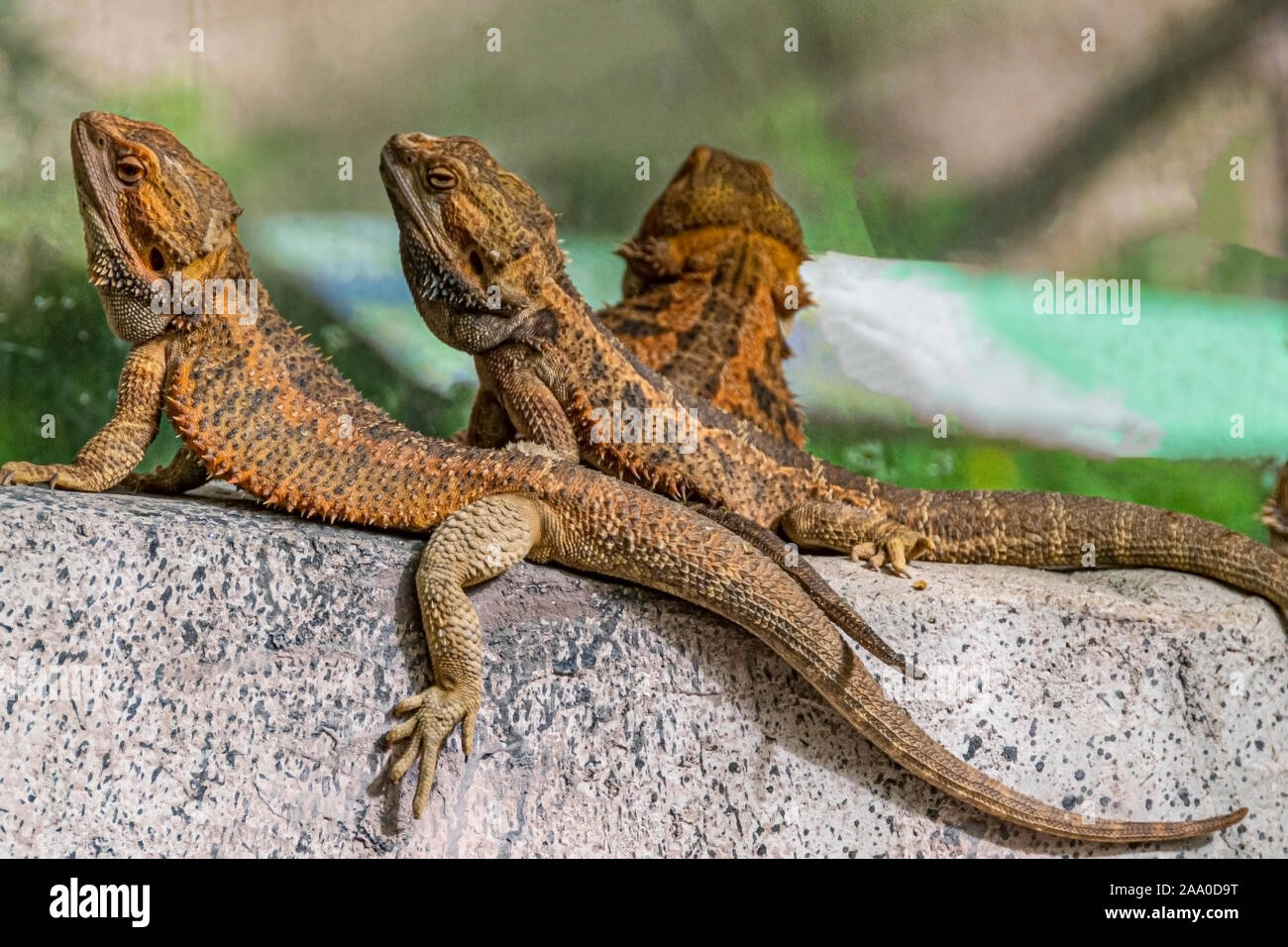 Close-up of three bearded dragons on a rock. Stock Photo