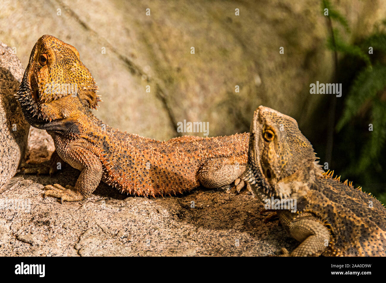 Close-up of two bearded dragons sunbathing on a rock. Stock Photo