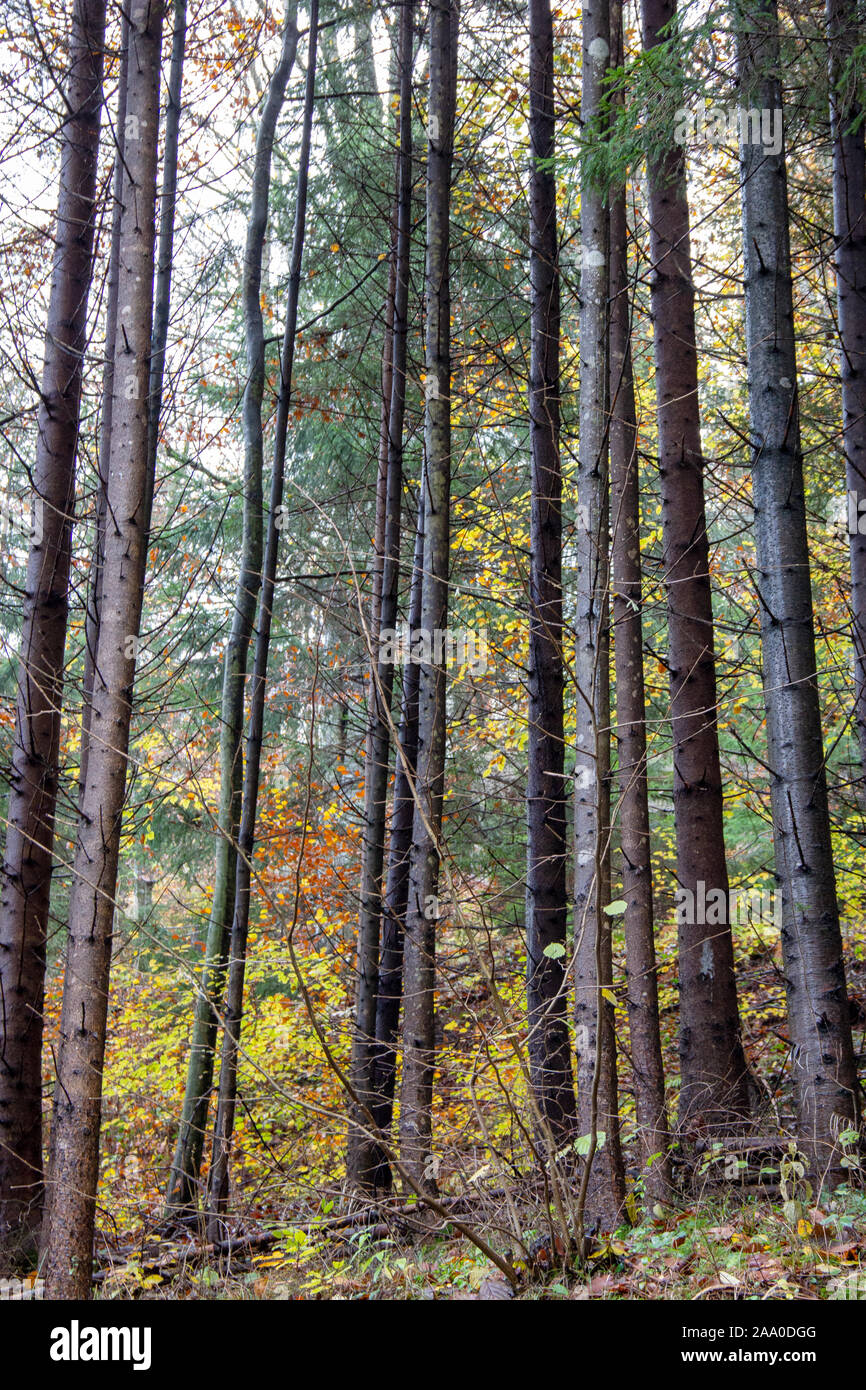 Deciduous tree leaves hi-res stock photography and images - Alamy