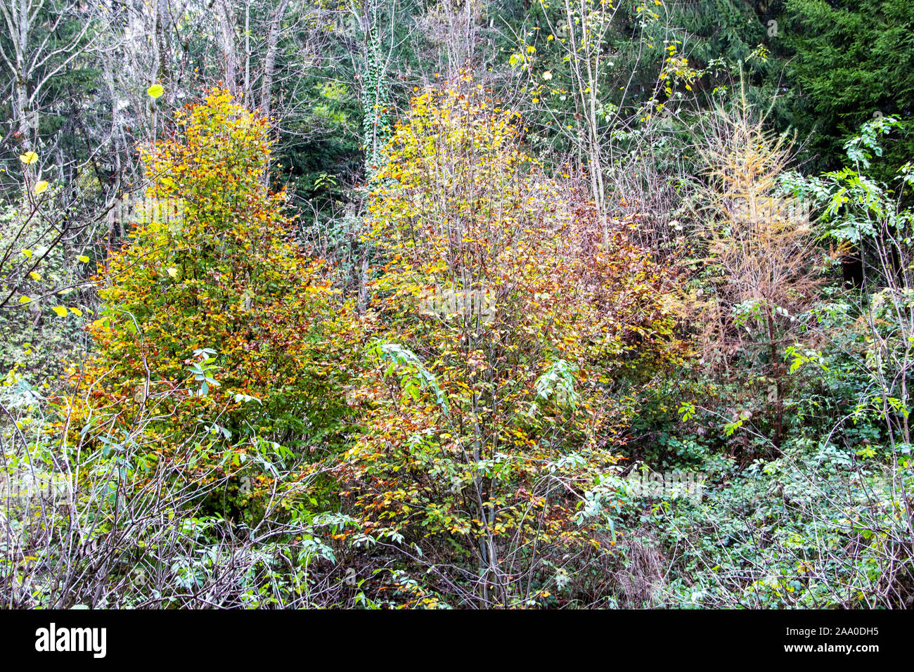 A view on deciduous and coniferous trees with colorful leaves in autumn