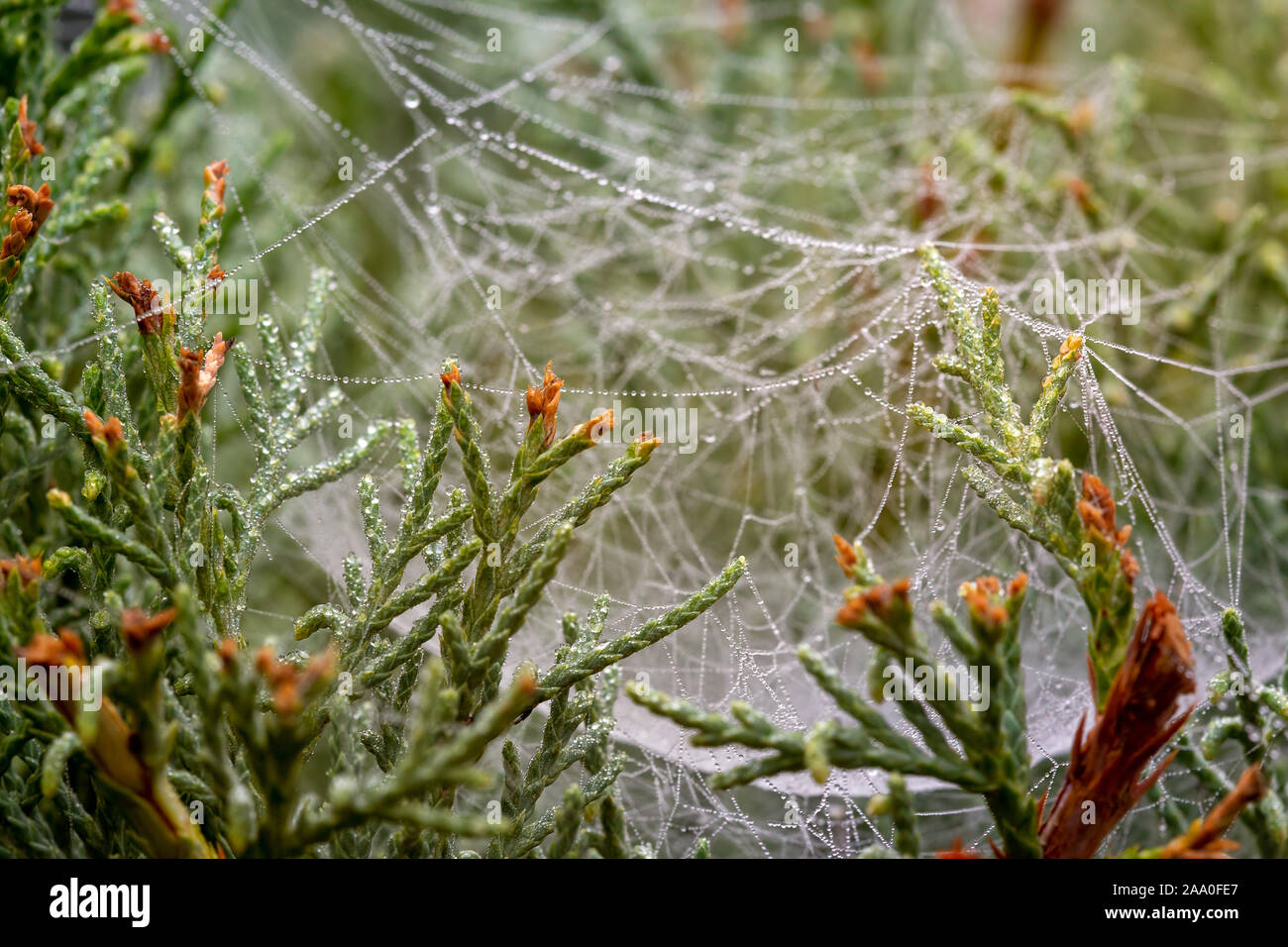 Raindrops on web in juniper needles Stock Photo