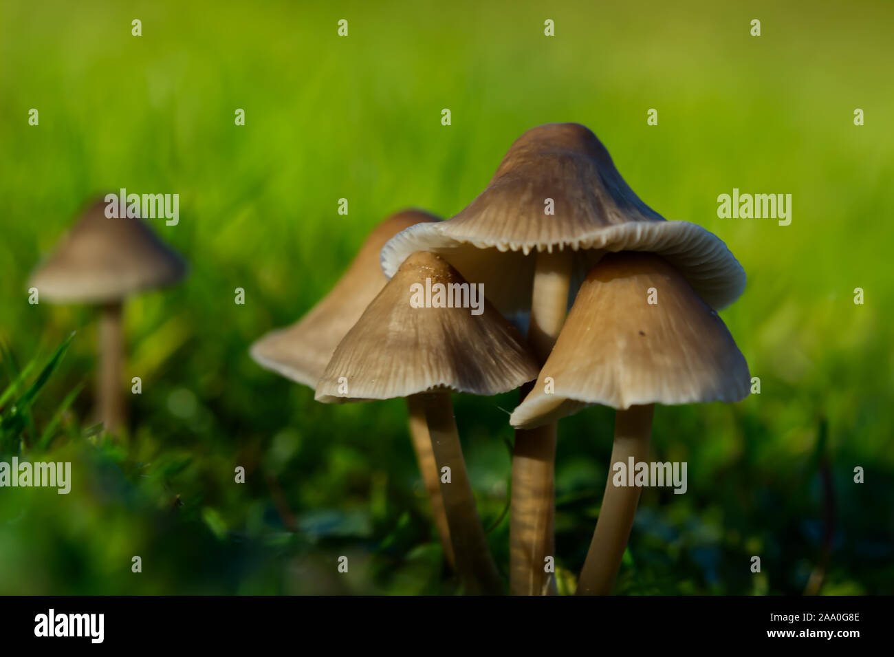 Wild British Fungus Stock Photo