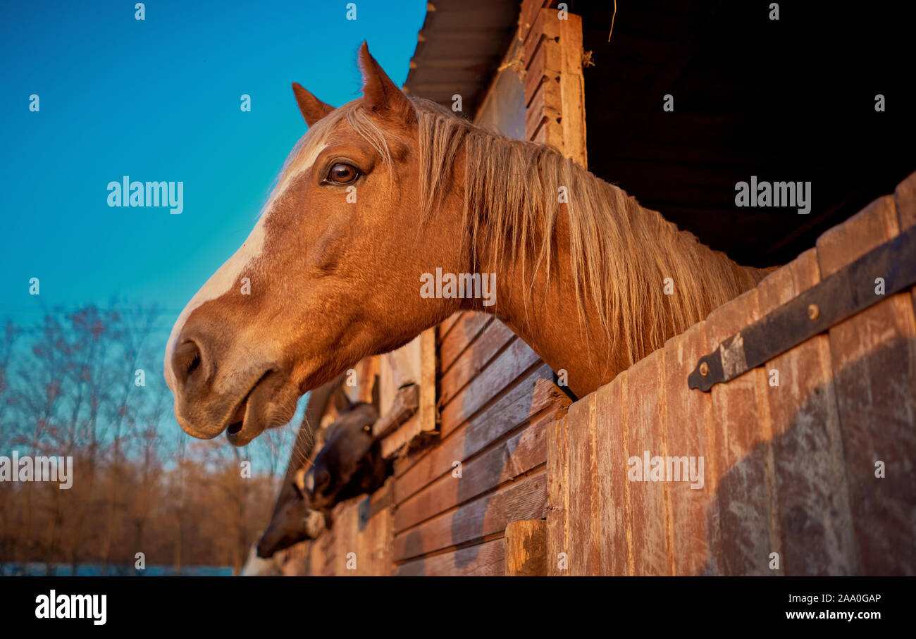 horses look out of the stables Stock Photo Alamy