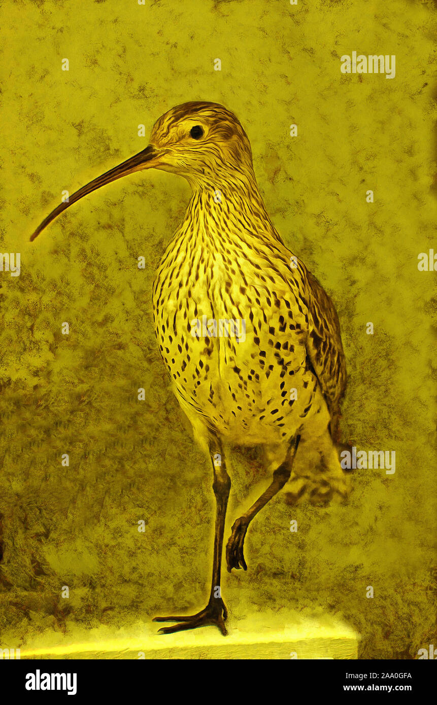 Illustrations Small-billed, small, curlew, Numenius tenuirostris, species, birds, snipe family, Scolopacidae Stock Photo