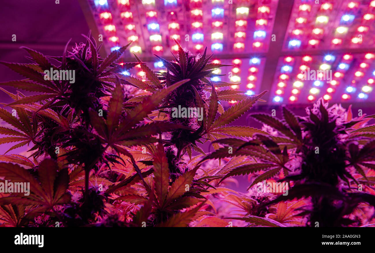 Professional light for growing. LED Grow Lights for Stock Photo Alamy