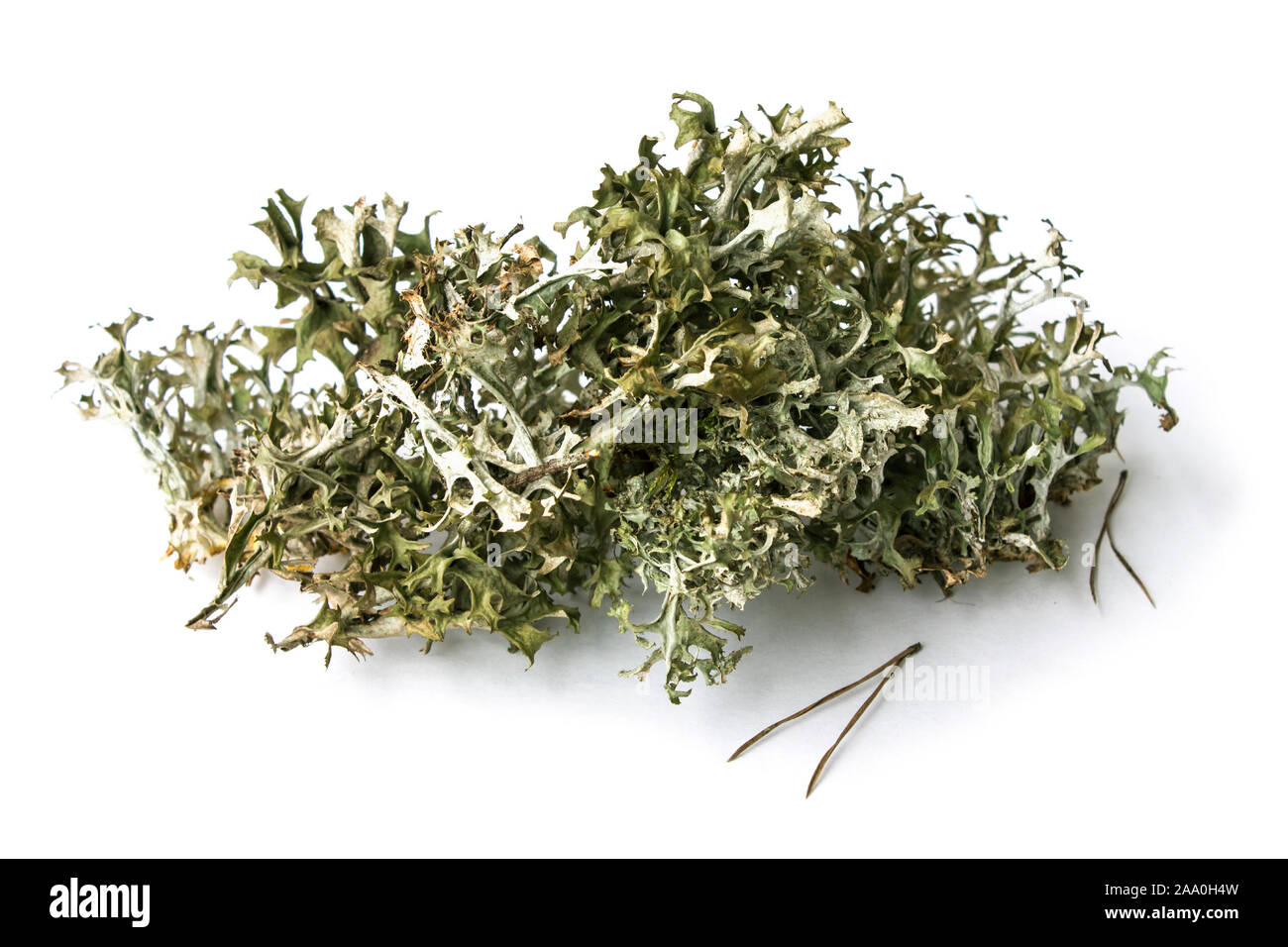 Phytotherapy. Herbal Alternative Medicine. Plant moss Cetraria islandica on a white background Stock Photo