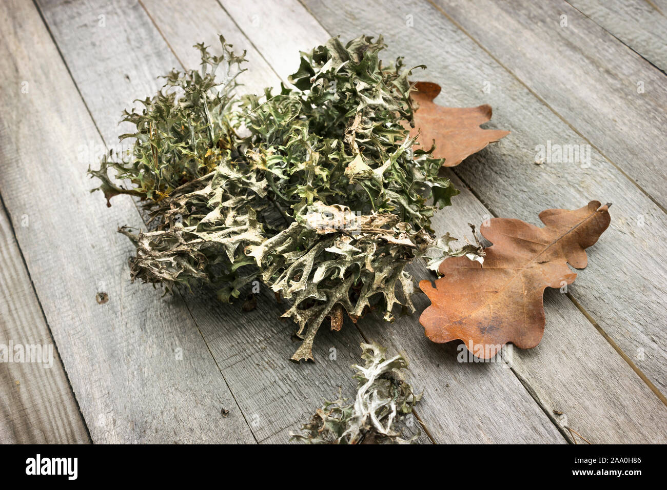 Icelandic moss (Cetraria islandica) and autumn leaves on an old table Stock Photo