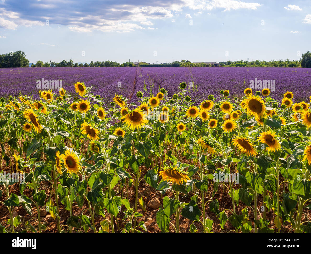 Lavender and sunflower hires stock photography and images Alamy
