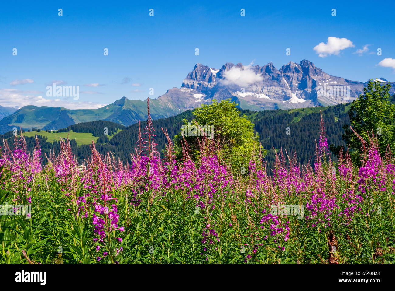 Chablais Alps with Dents Blanches mountain in the background,  Switzerland Stock Photo