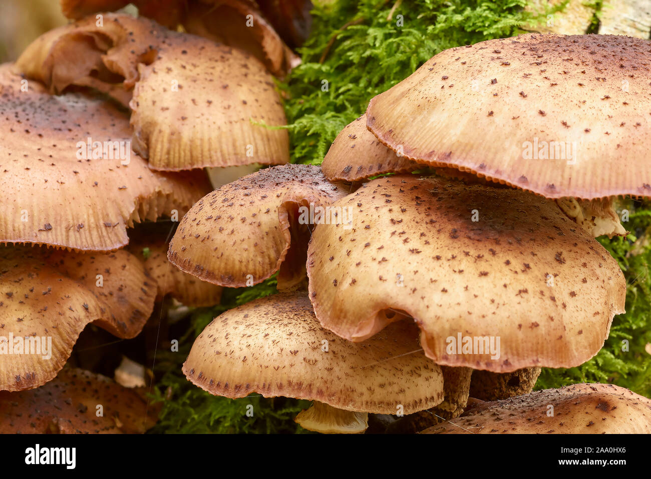 Bracket fungi close-up on tree in Surrey woodland in Autumn Stock Photo