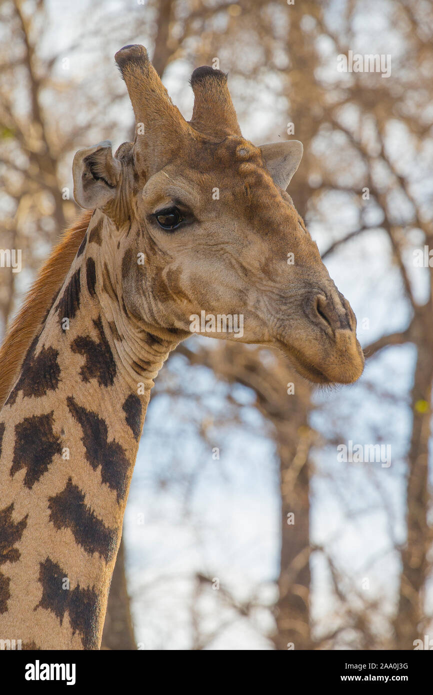 Giraffes head Stock Photo