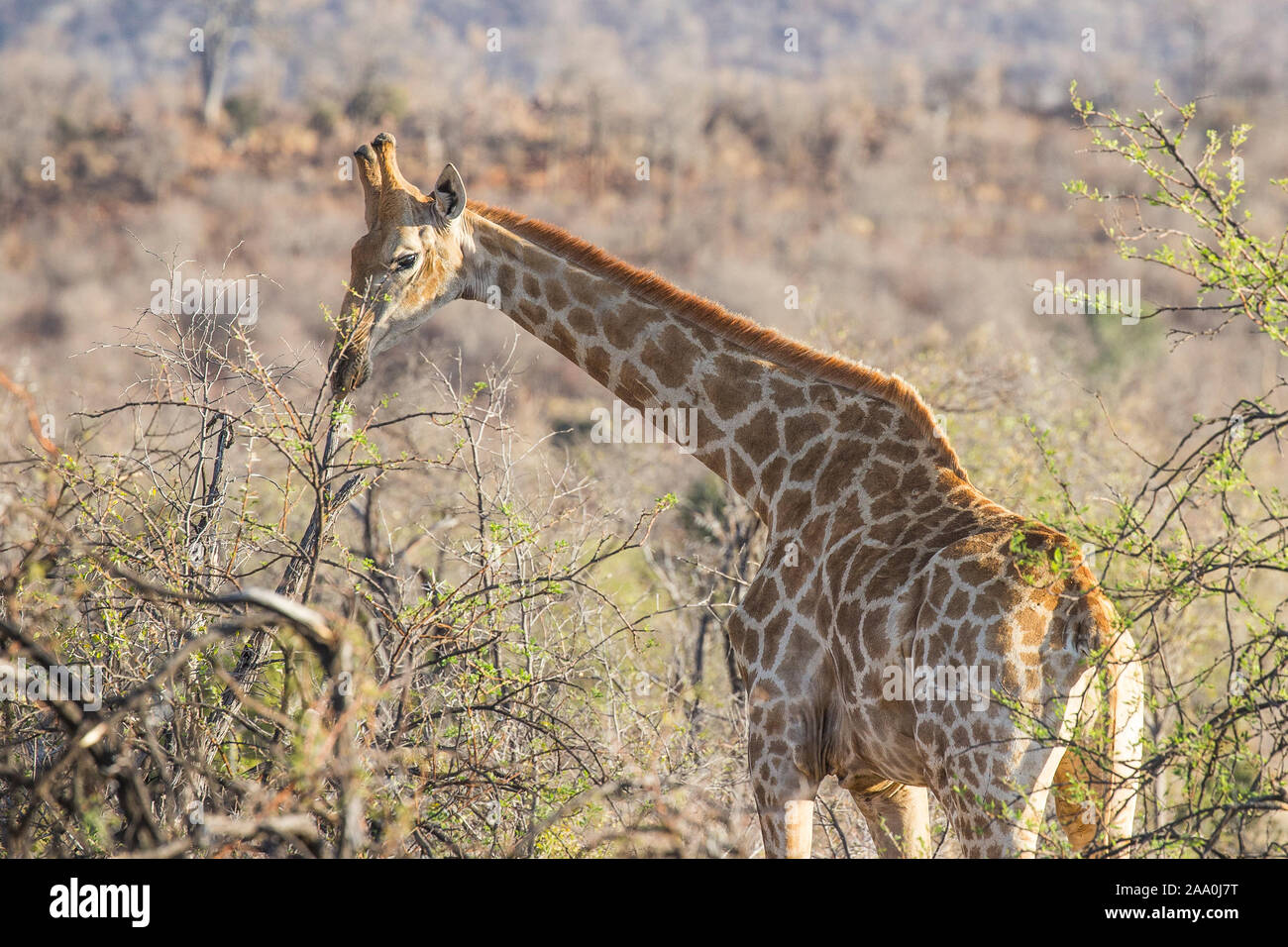 Giraffe in the trees on safari Stock Photo