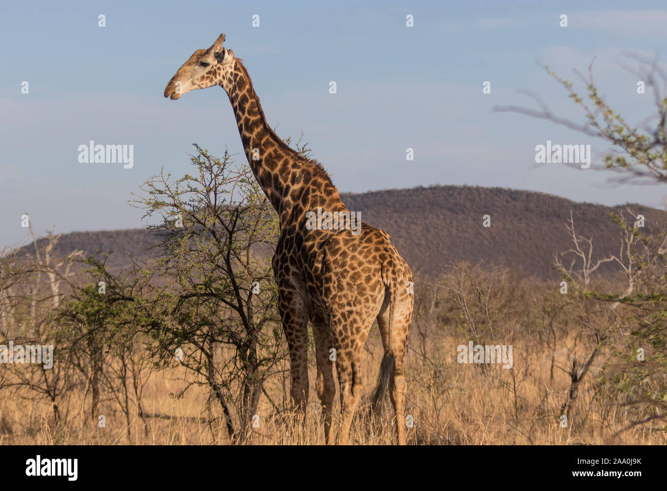 Giraffe on safari Stock Photo