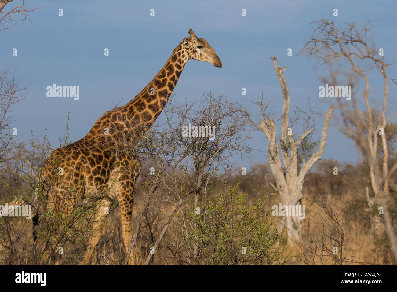 Giraffe walking through the trees in Africa Stock Photo