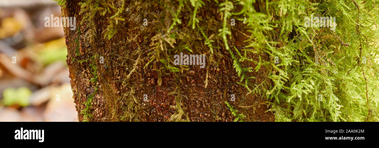 Panoramic nature close-up of moss on tree stump, Surrey, England, United Kingdom, Europe Stock Photo