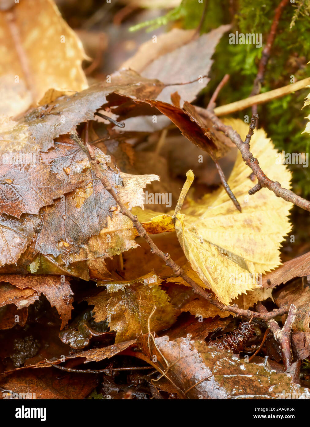 Leaf and mossy tree stump nature portrait in Surrey woodland, England, United Kingdom, Europe Stock Photo