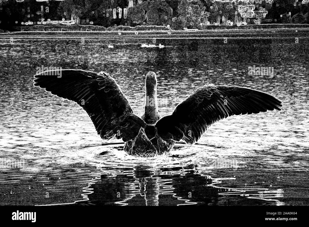 Black Swan spreading wings on waterfront of a lake. Digital art in black and white from original photo. Stock Photo