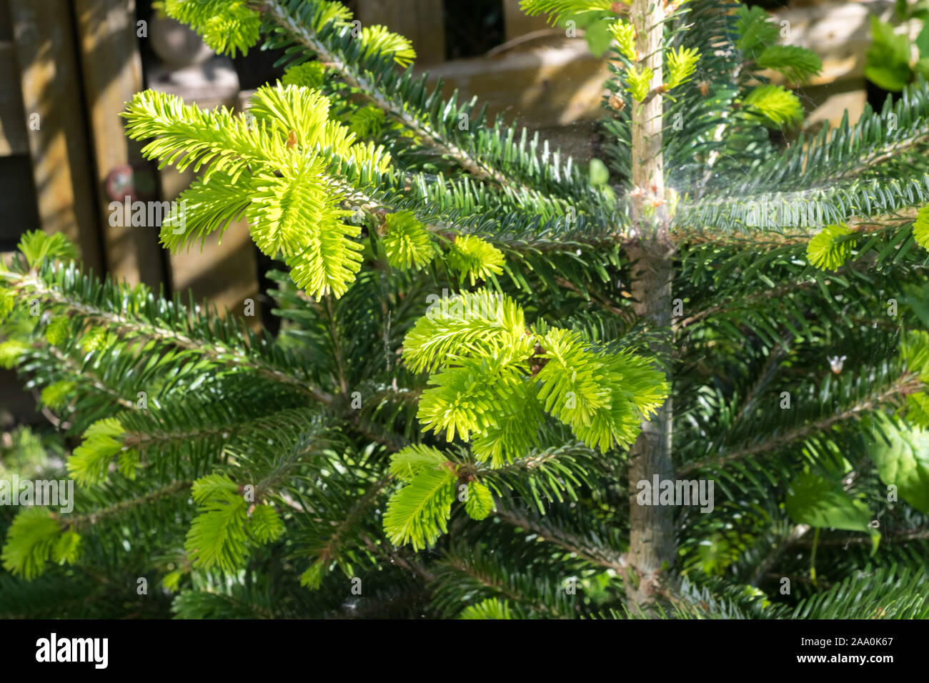 Young twigs of Abies nordmanniana (Nordmann fir) in spring Stock Photo