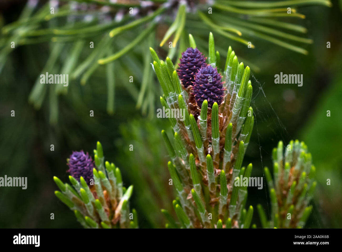 Developing purple colored female cones of Pinus mugo mughus (dwarf mountain pine) during springtime Stock Photo