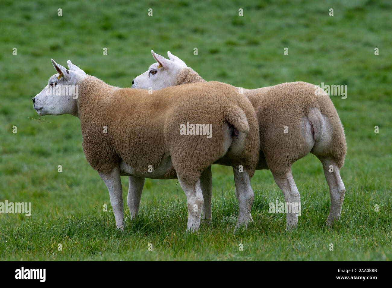 Alert lookingTexel sheep in field. North Yorkshire, UK. Stock Photo