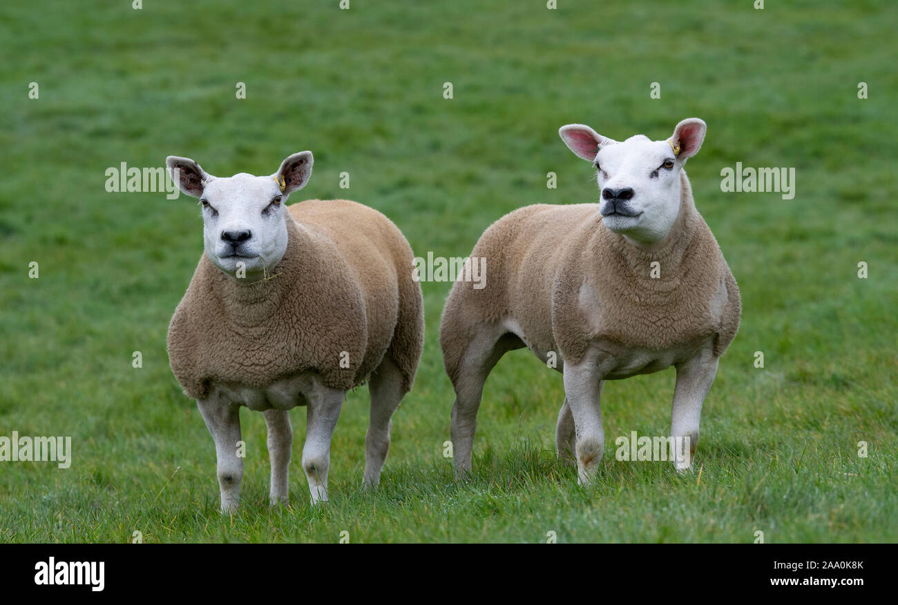 Alert lookingTexel sheep in field. North Yorkshire, UK. Stock Photo
