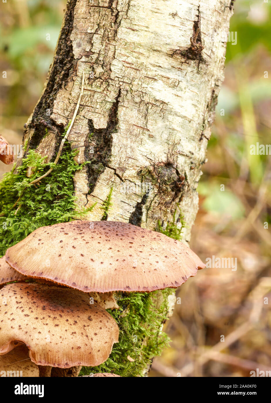 Bracket fungi close-up on tree in Surrey woodland in Autumn Stock Photo