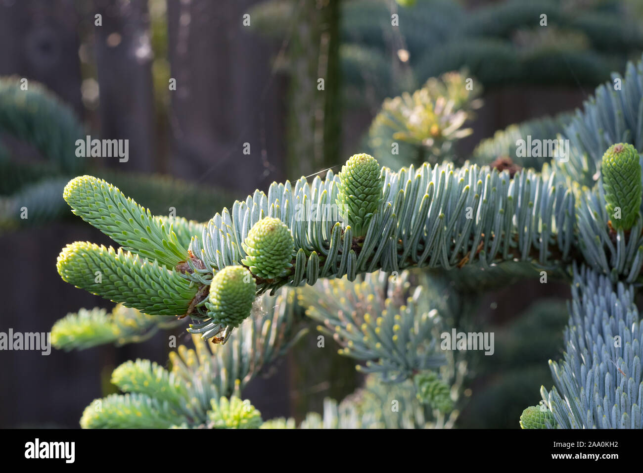 New shoots of Noble fir (Abies procera glauca) in spring Stock Photo