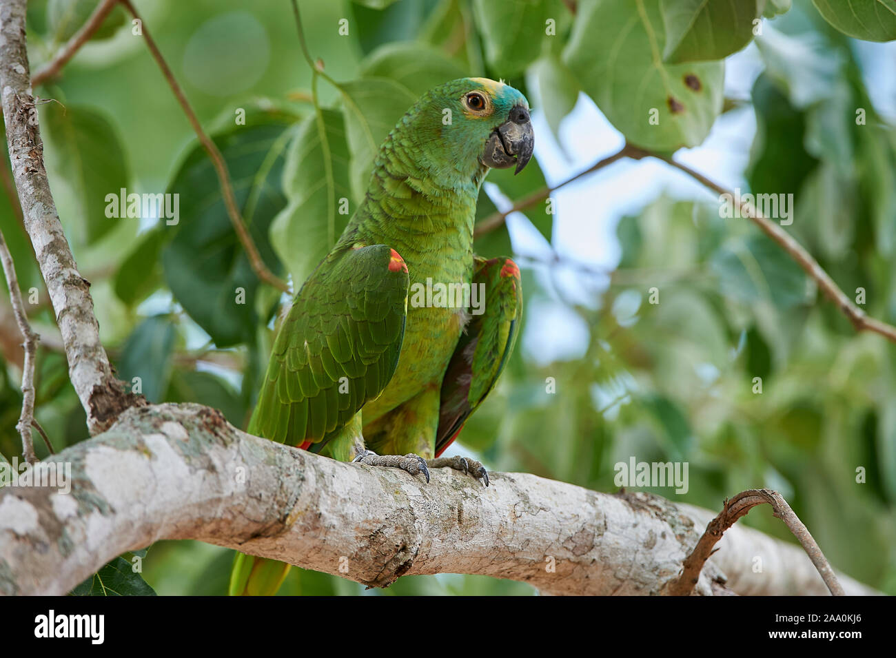 Blue-fronted Amazon Parrot (Amazona aestiva),  The Pantanal, Mato Grosso, Brazil Stock Photo