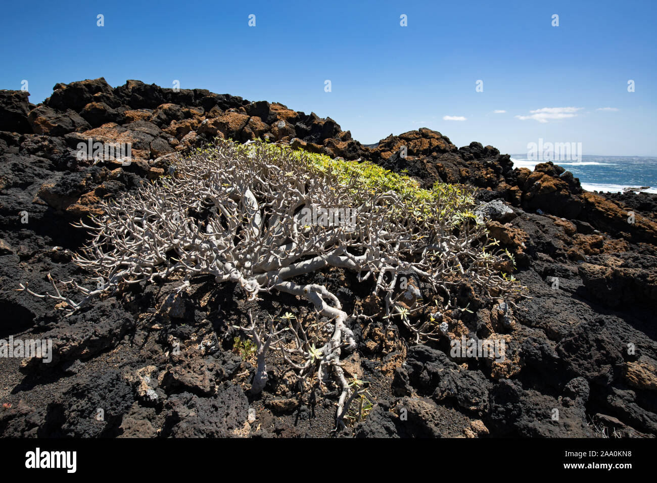 Vegetation growing on volcanic rocks Lanzarote, Spain Stock Photo