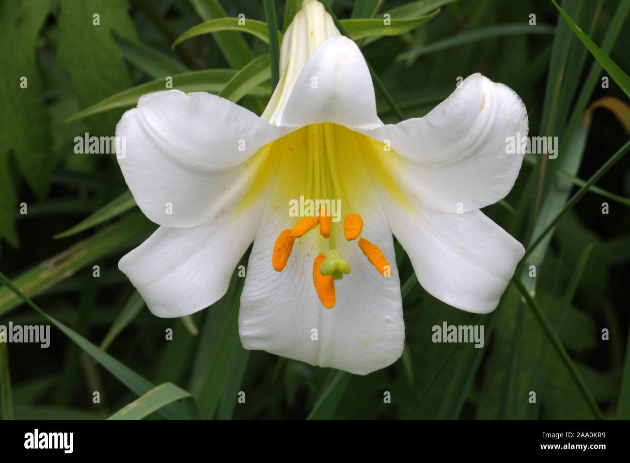 Weisse Madonnenlilie, Bluete, Stock Photo