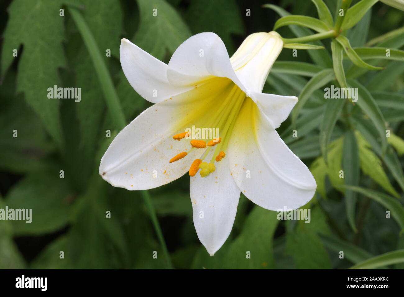 Weisse Madonnenlilie, Bluete, Stock Photo