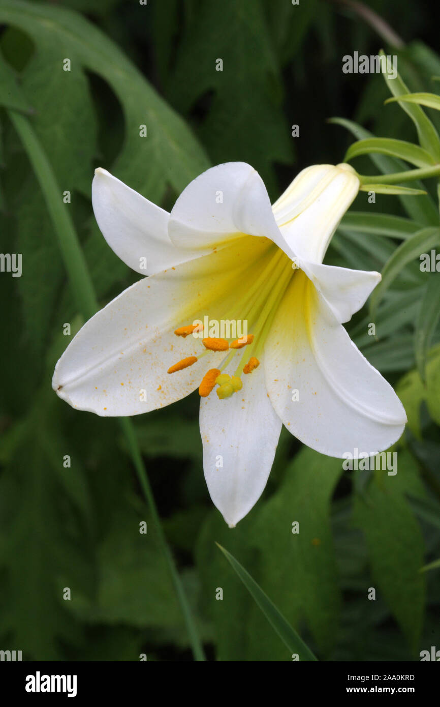 Weisse Madonnenlilie, Bluete, Stock Photo