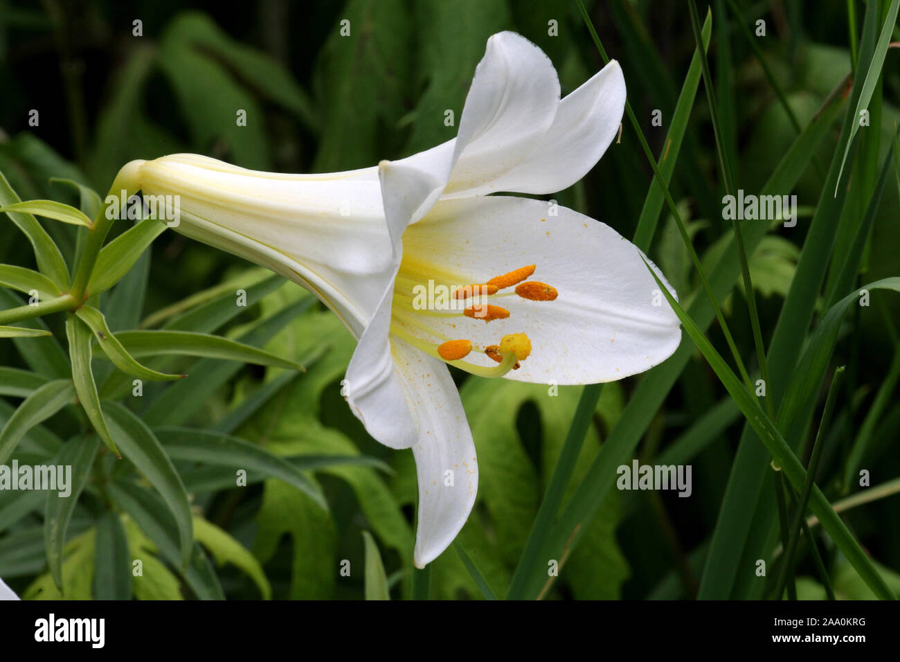 Weisse Madonnenlilie, Bluete, Stock Photo