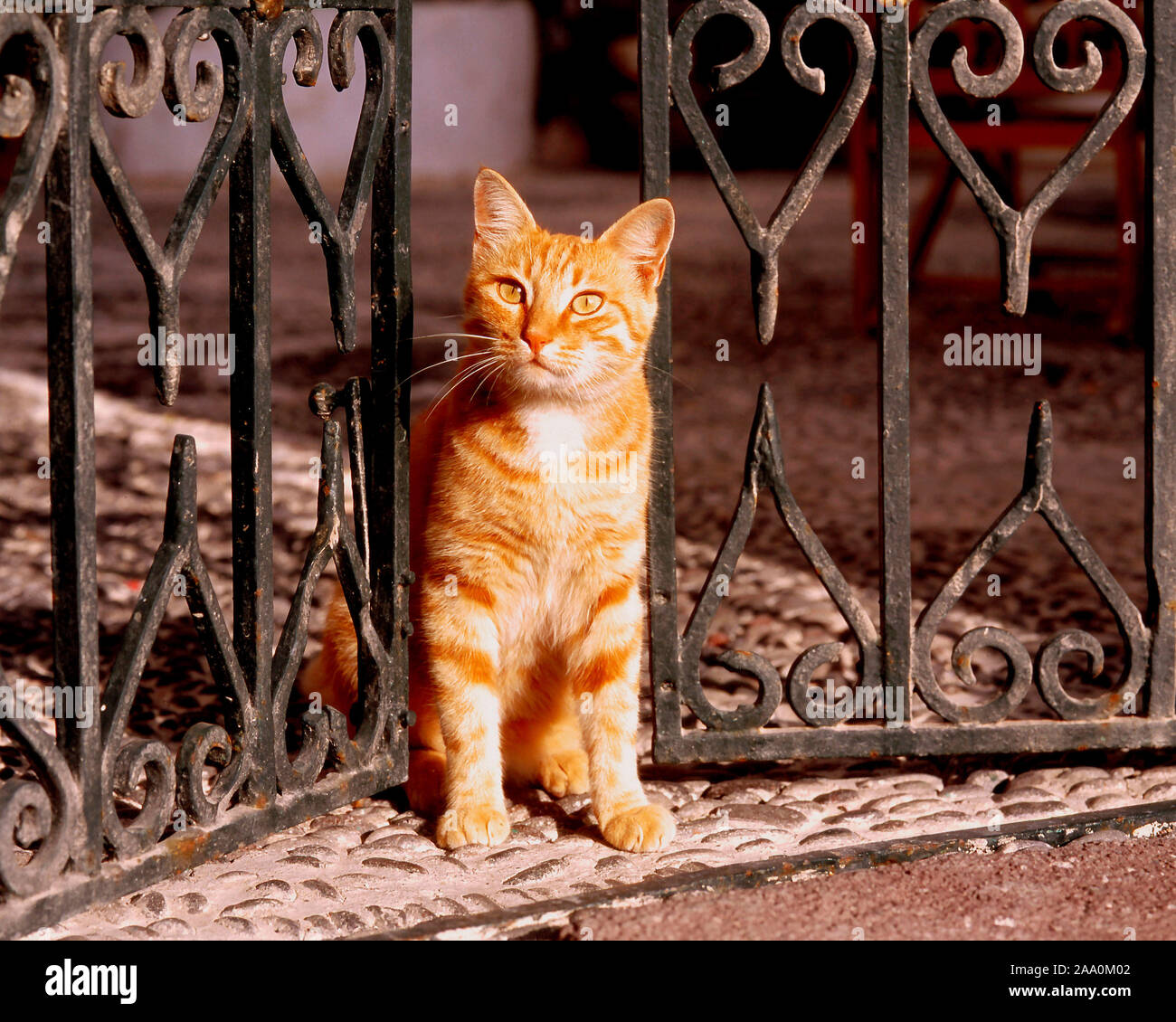 Rote Hauskatze steht an einem eisernen Gartentor Stock Photo