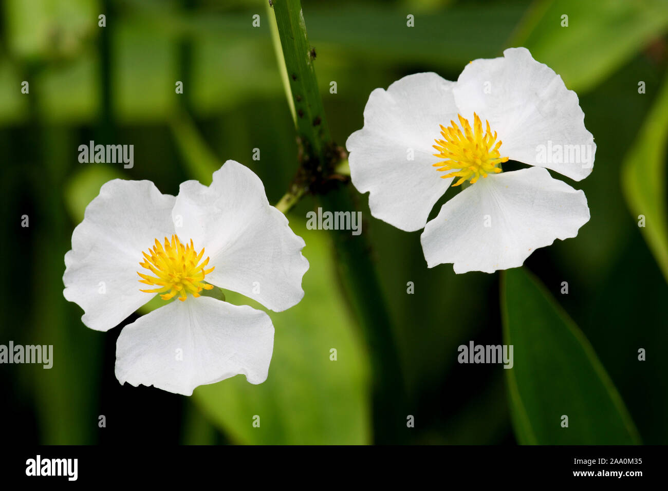 Pfeilkraut Bluete Stock Photo