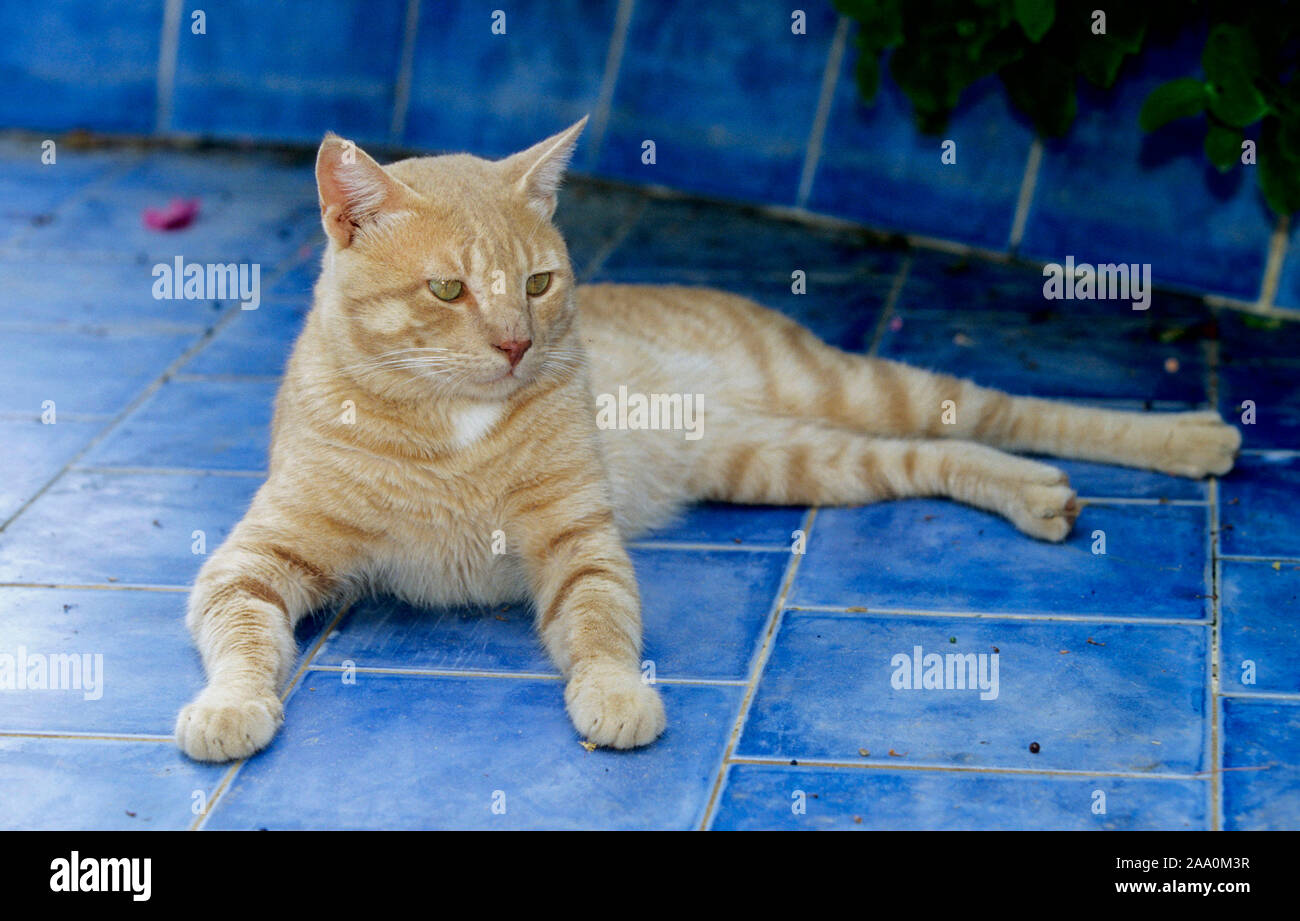 Rote Hauskatze liegt auf blauen Kacheln Stock Photo