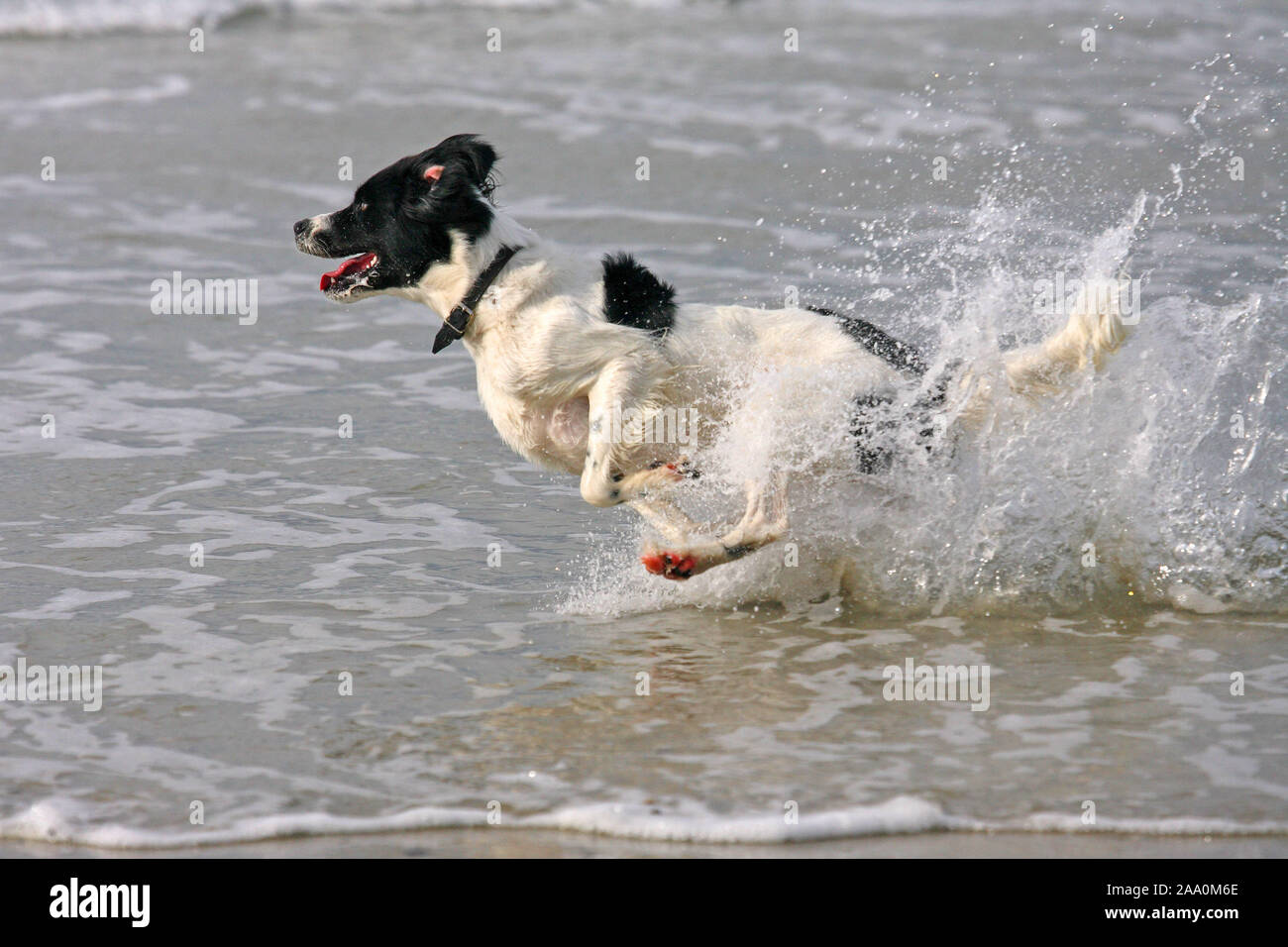 Hund rennt im Meer, Nordsee Stock Photo