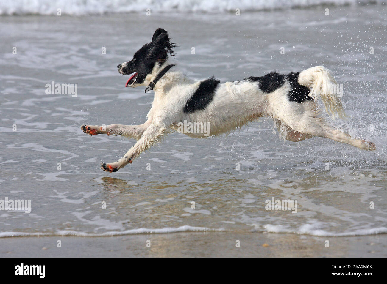Hund rennt im Meer, Nordsee Stock Photo