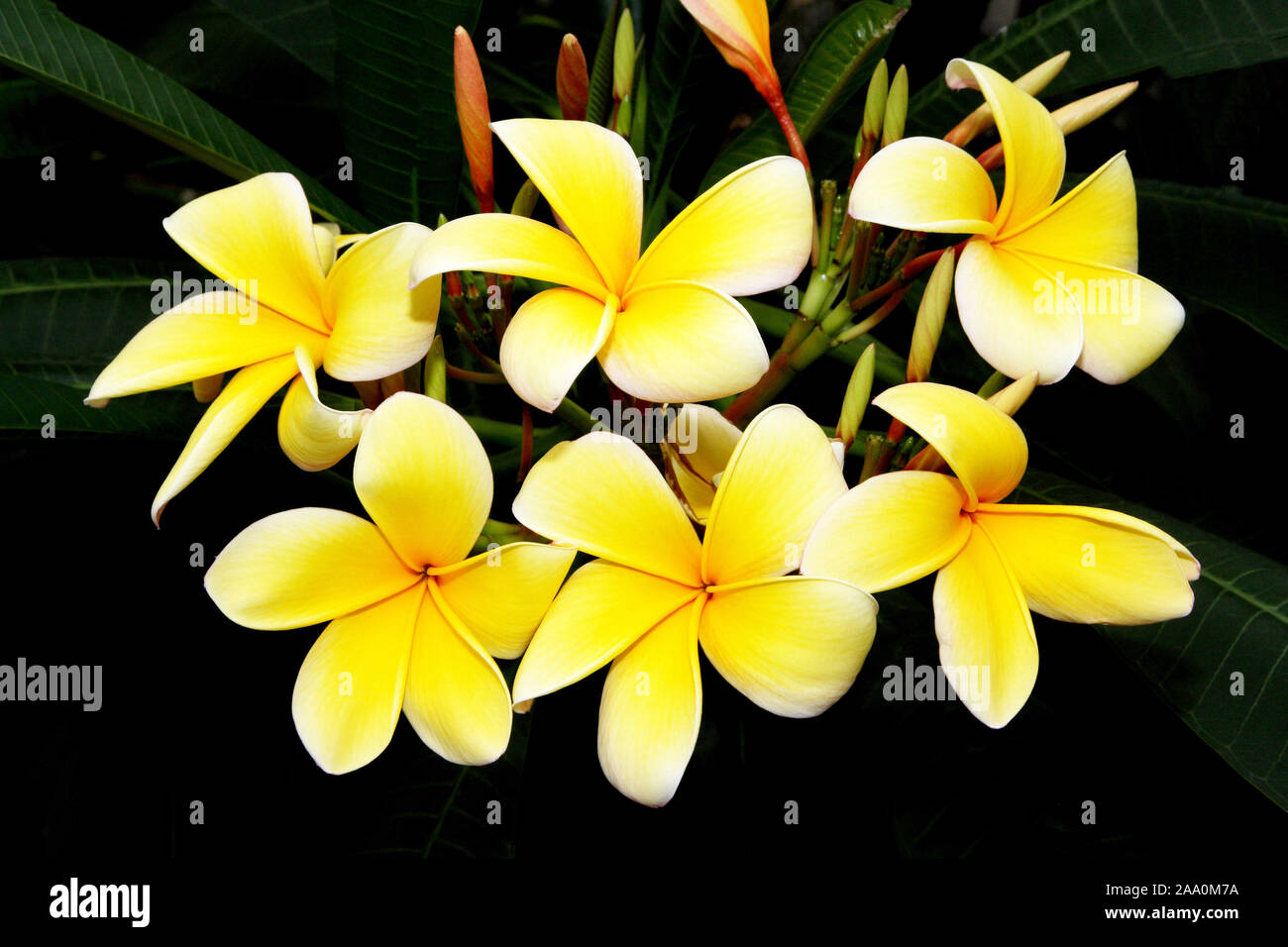 Frangipani Bluete Stock Photo