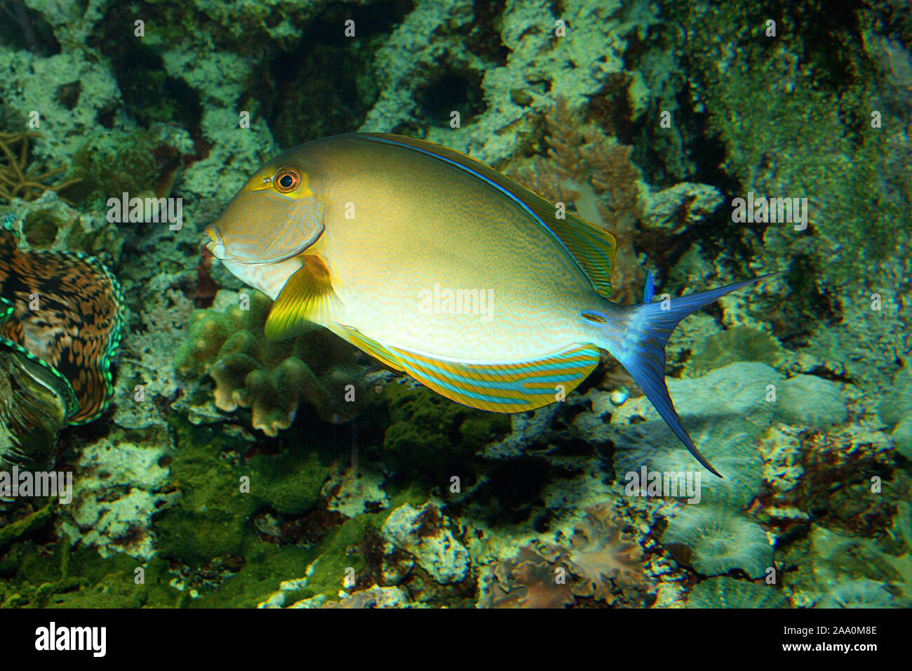Gelbflossen-Doktorfisch Stock Photo