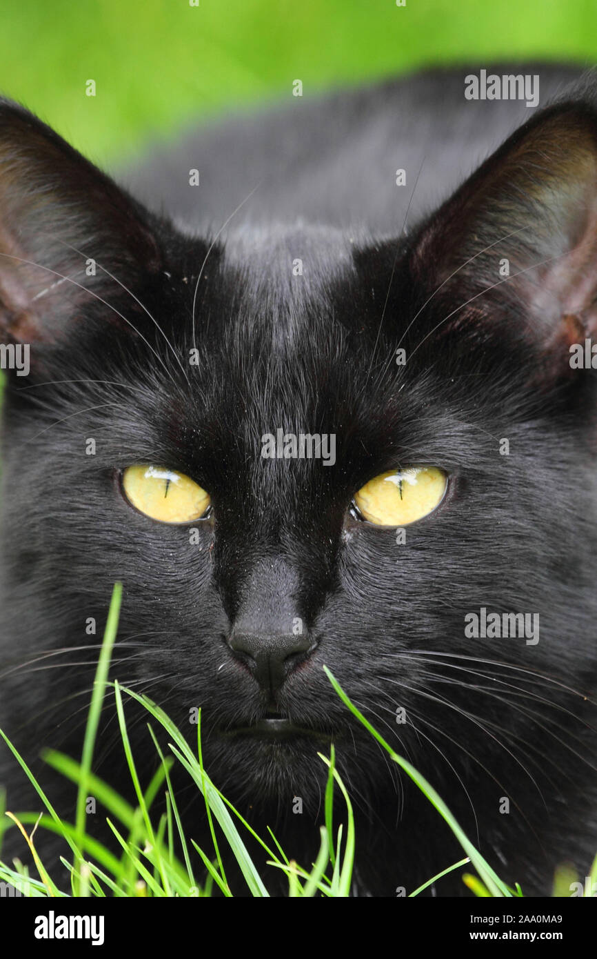 Schwarze Hauskatzen liegt im Gras Black Domestic Cat lie in the grass Felis silvestris catus Stock Photo