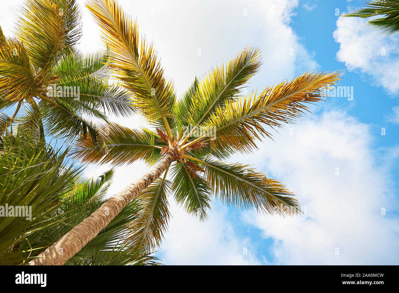 Coconut palm trees against the sky. Palm Beach In Tropical Idyllic Paradise Island - Caribbean - Dominican Republic Punta Cana Stock Photo