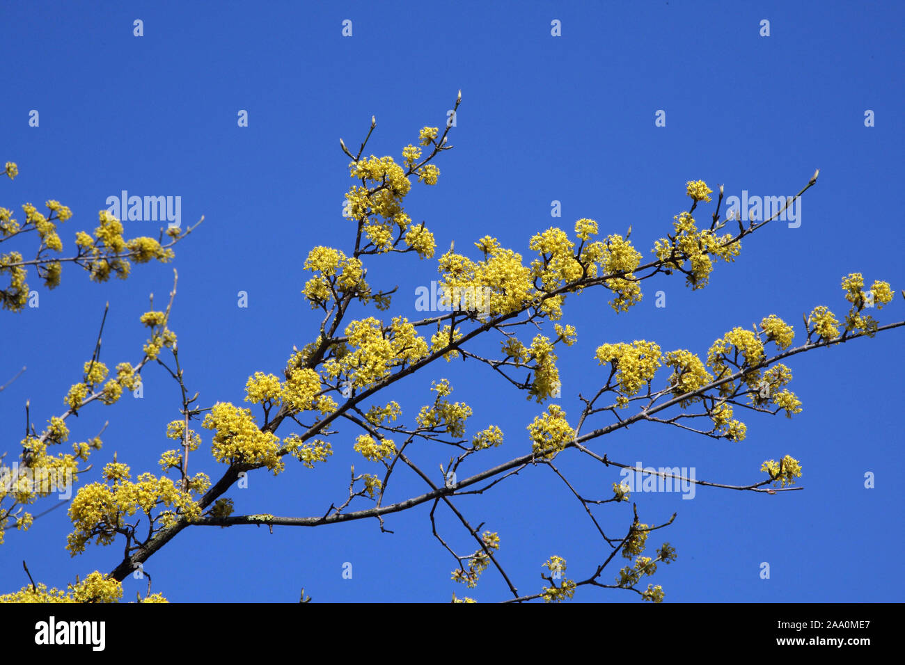 Bluehende Kornelkirsche Stock Photo