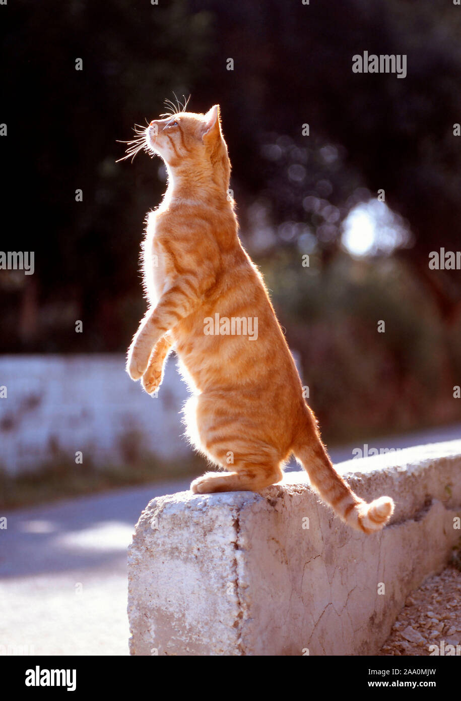 Rote Hauskatze macht Männchen Stock Photo