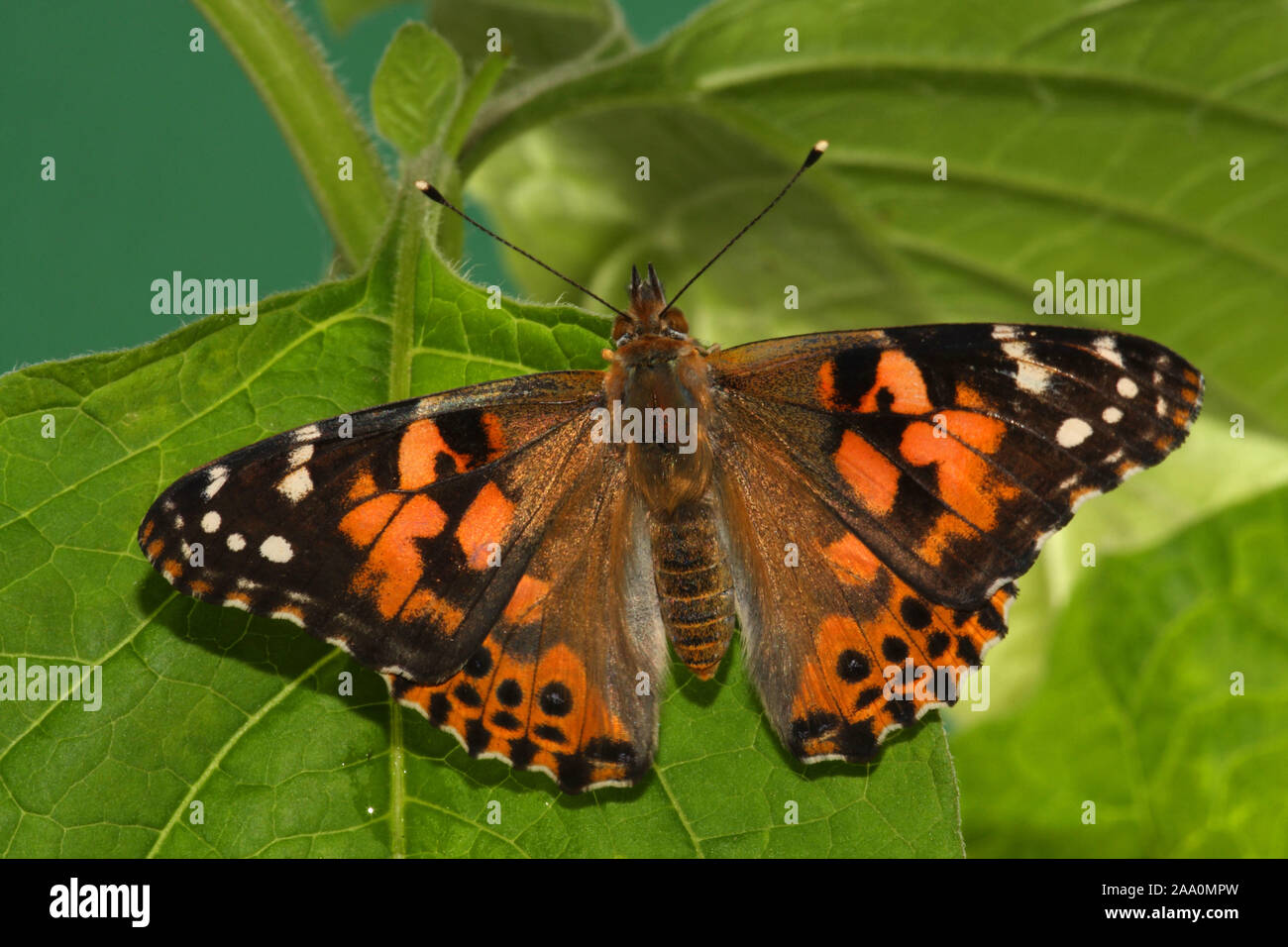 Wildtier insekt hi-res stock photography and images - Alamy