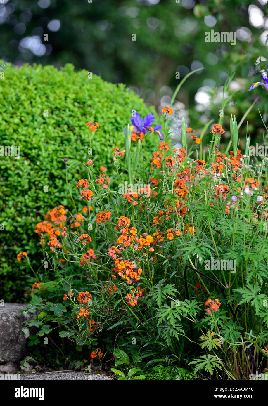 cheiranthus x allionii,wallflower,spring, orange flowers,Hardy Biennial,scented,perfumed,scent,garden,gardens,RM Floral Stock Photo