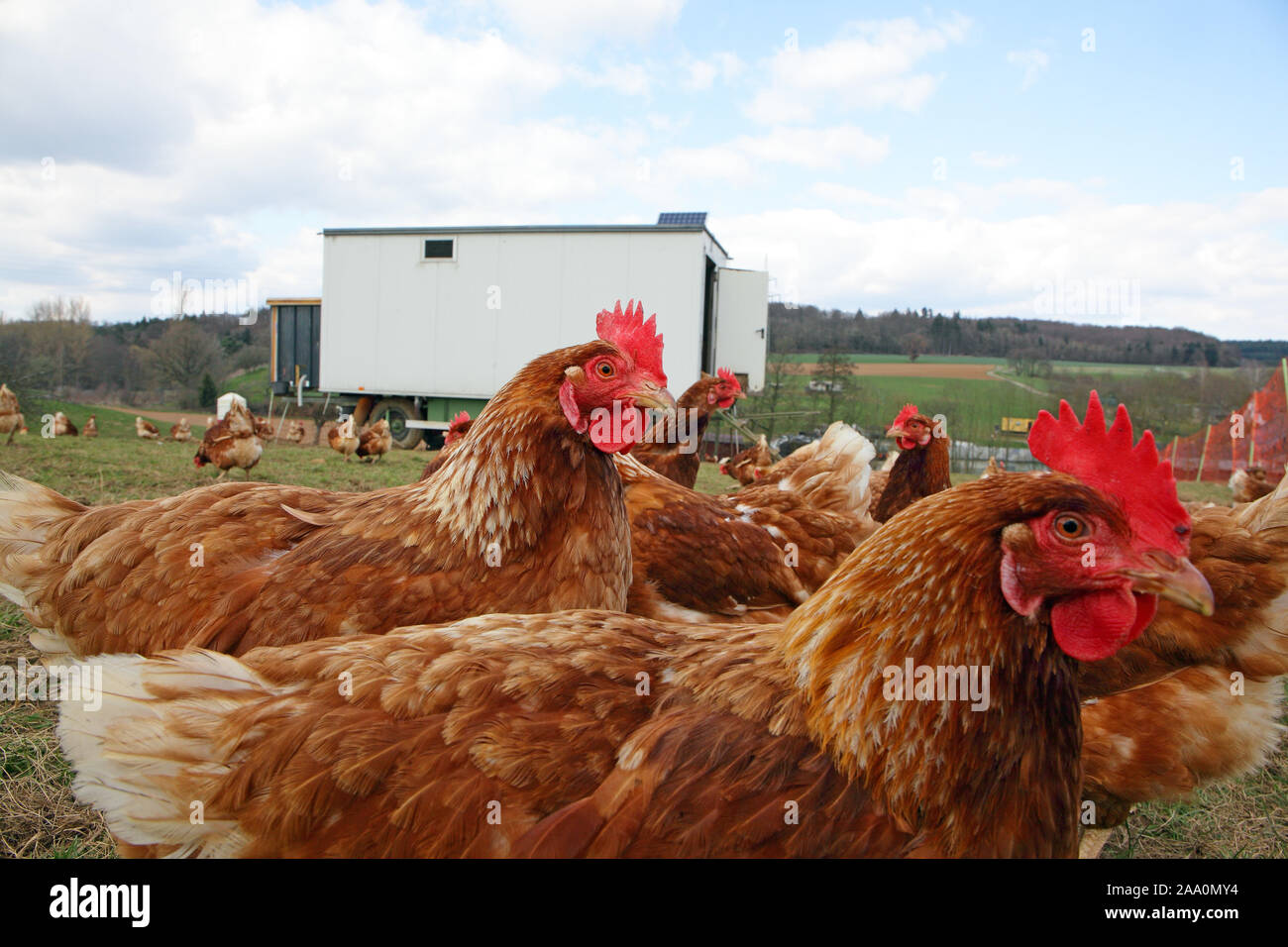 Hühner in Freilandhaltung mit Auslauf auf einer Wiese. Im Hintergrund steht ein mobiles Hühnerhaus. Stock Photo