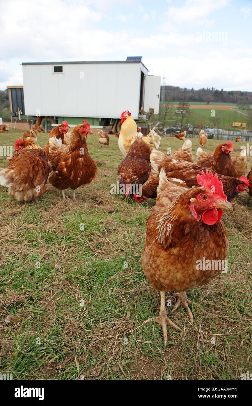 Hühner in Freilandhaltung mit Auslauf auf einer Wiese. Im Hintergrund steht ein mobiles Hühnerhaus. Stock Photo