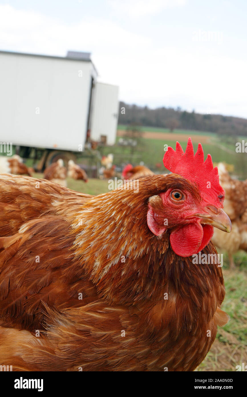 Hühner in Freilandhaltung mit Auslauf auf einer Wiese. Im Hintergrund steht ein mobiles Hühnerhaus. Stock Photo